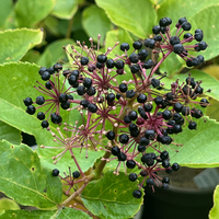 Aralia cachemirica CC4578